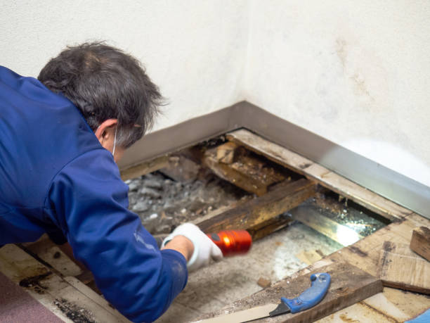 Best Residential Mold Removal  in Provo, UT