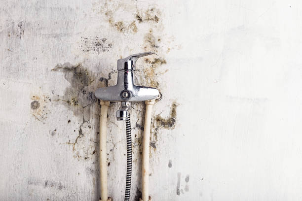 Best Emergency Mold Removal  in Provo, UT