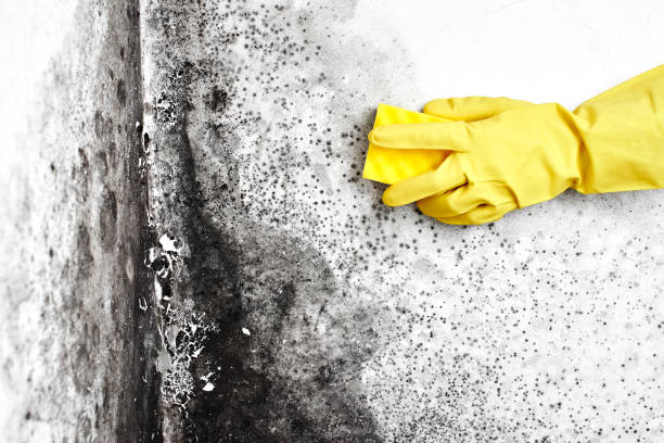 Best Home Mold Removal  in Provo, UT