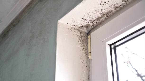 Best Mold Damage Repair  in Provo, UT