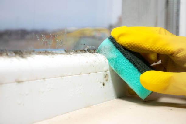 Best Mold Remediation  in Provo, UT