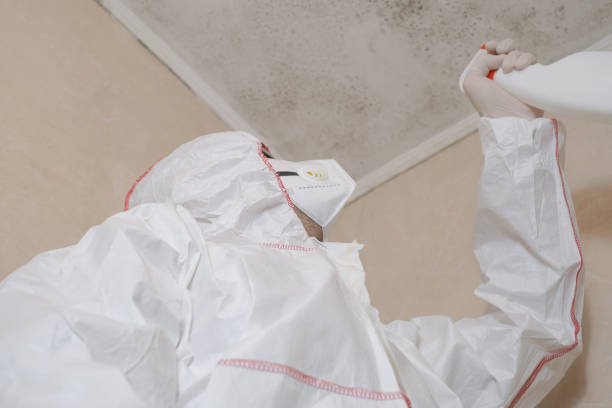 Best Mold Remediation Services  in Provo, UT