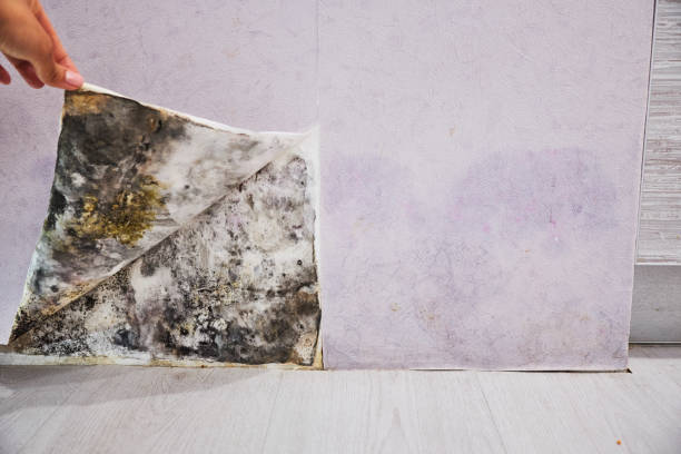 Best Residential Mold Removal  in Provo, UT